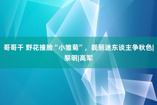 哥哥干 野花撞脸“小雏菊”，靓丽迷东谈主争秋色|黎明|高军